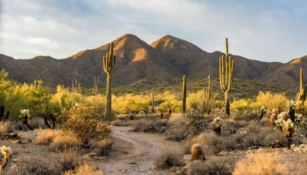 cactus-curiosidades-sobre-estas-plantas-fascinantes-del-desierto