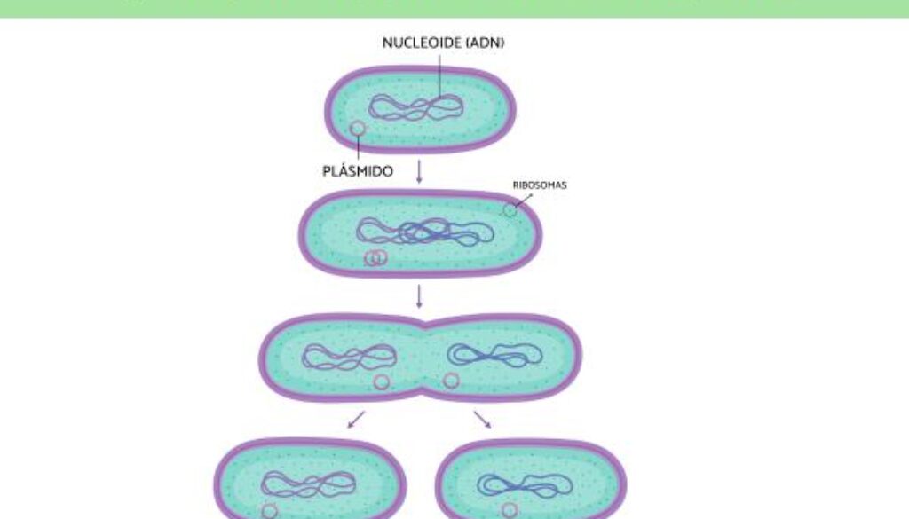 como-se-dividen-las-celulas-procariotas