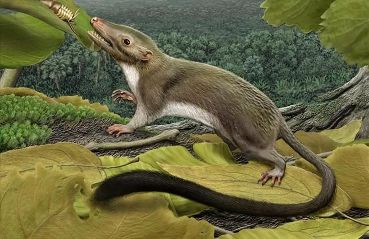 ¿Cuál es el mamífero más antiguo del mundo?