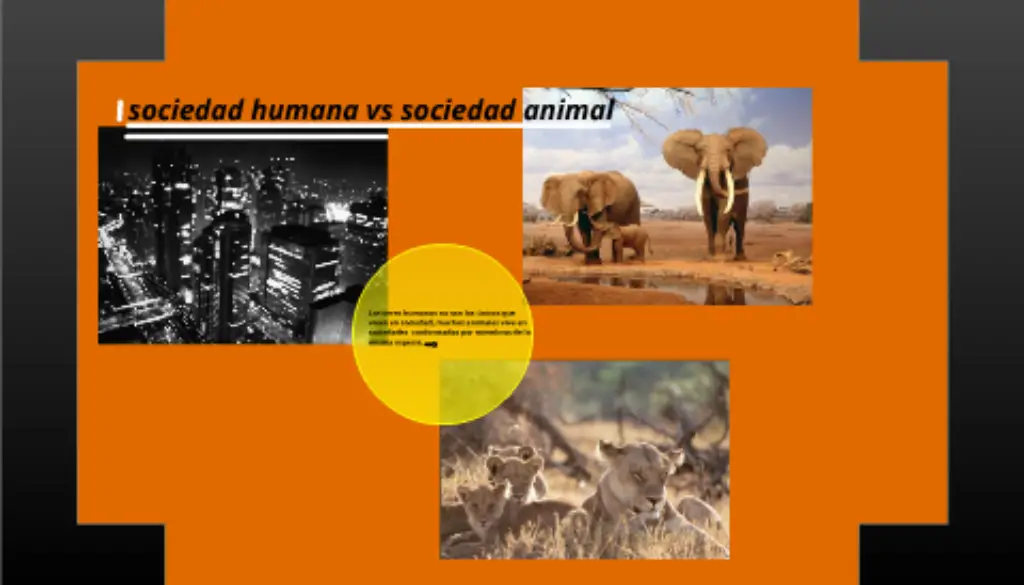 cual-es-la-diferencia-entre-la-sociedad-humana-y-la-de-los-animales