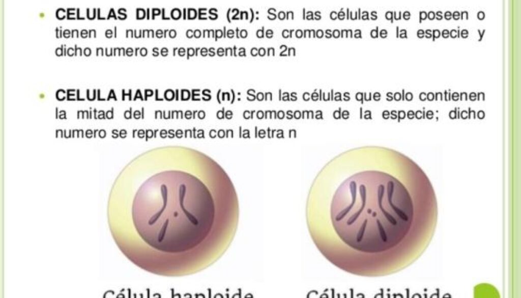 cual-es-la-diferencia-entre-una-celula-haploide-y-diploide