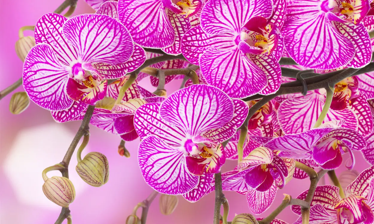 ¿Cuál es la orquídea más bella del mundo?