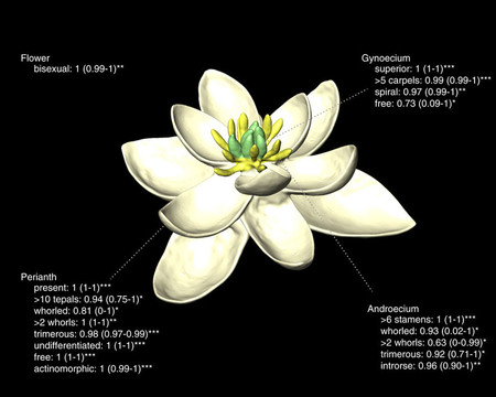 ¿Cuáles son las flores más antiguas del mundo?