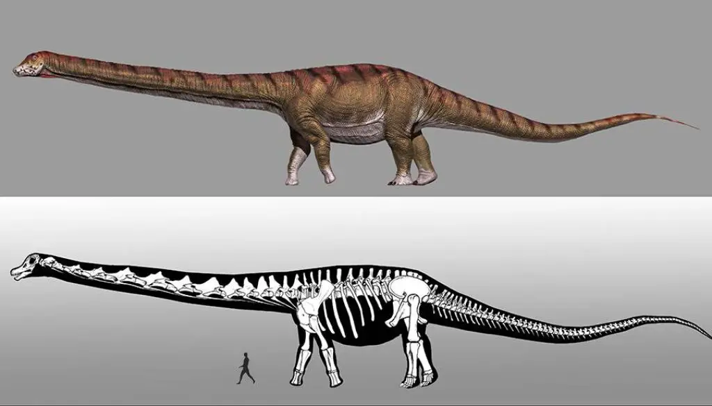 cuanto-mide-el-dinosaurio-mas-grande-del-mundo