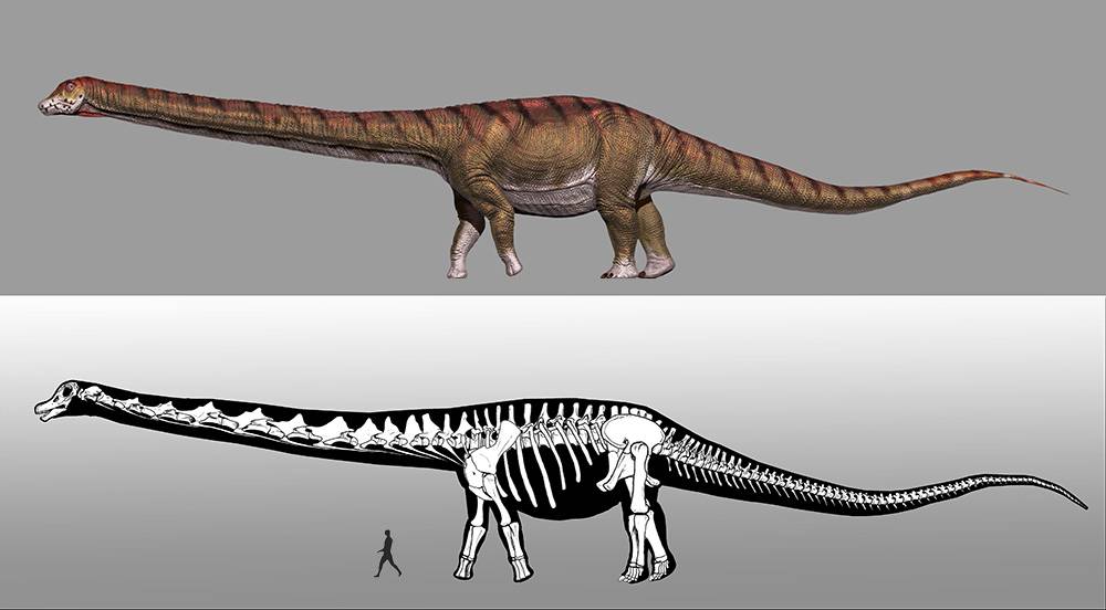 ¿Cuánto mide el dinosaurio más grande del mundo?