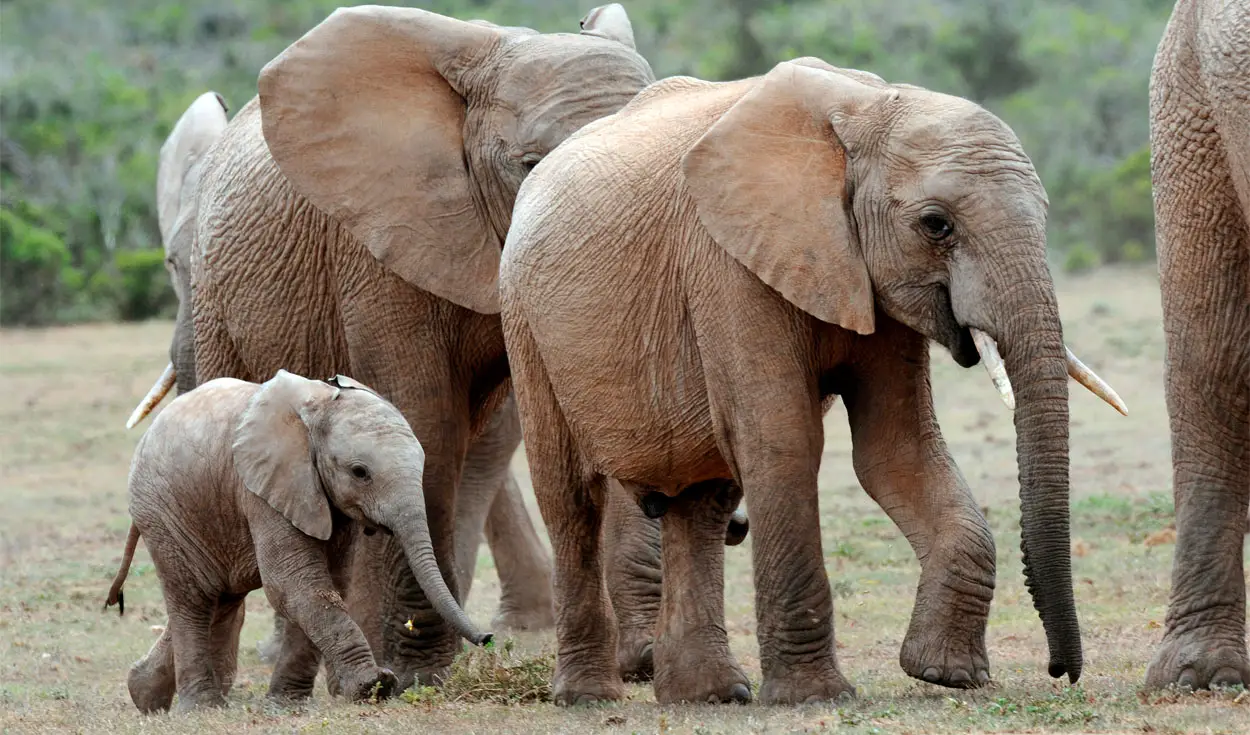 El elefante es el único animal con 4 rodillas.