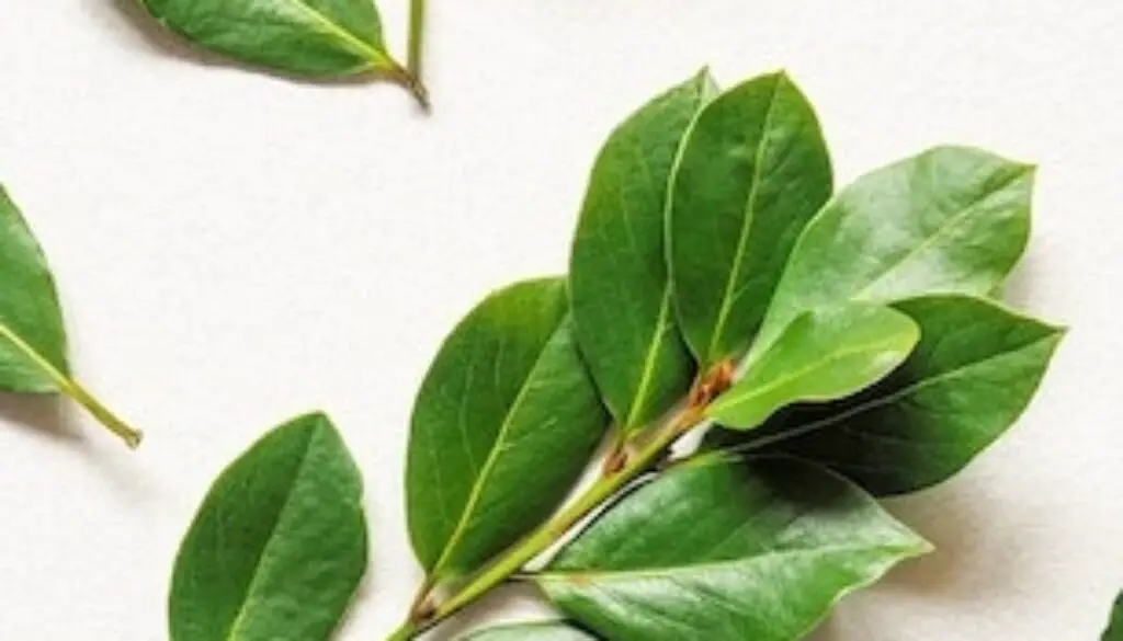 laurel-curiosidades-y-usos-sorprendentes-de-esta-versatil-planta-aromatica