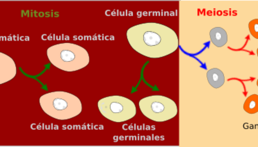 que-tipo-de-celula-son-las-de-la-meiosis