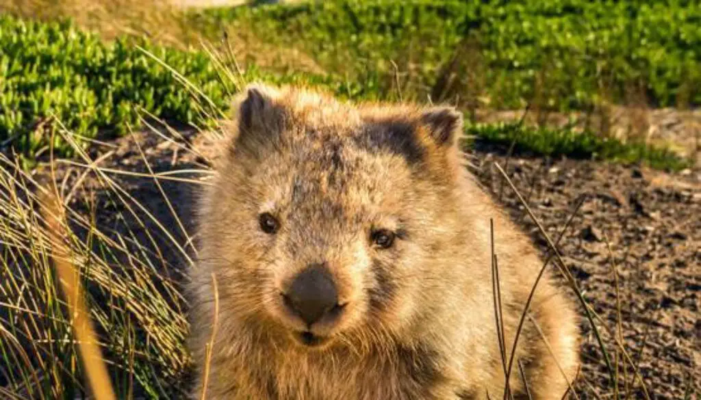 wombat-explorando-el-fascinante-mundo-de-este-animal-unico
