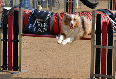 Caniescola, Centro de Adiestramiento y Residencia Canina la Selva en Santa cristina, Gerona