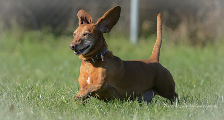 Centro Canino Barganaz en Carracedelo, León